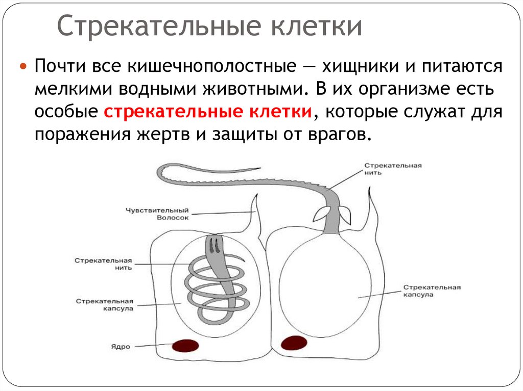 Стрекательные клетки