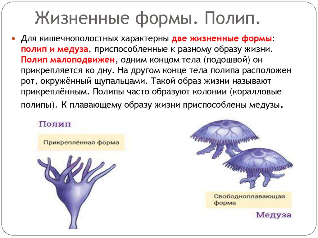 Жизненные формы. Полип.