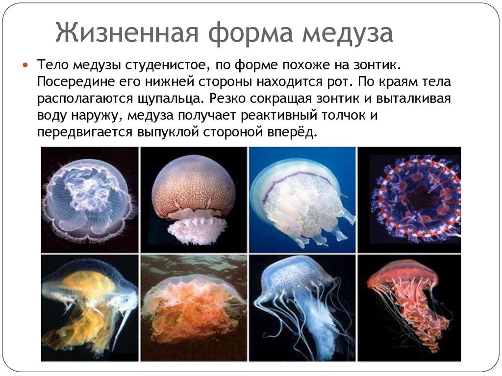 Жизненная форма медуза