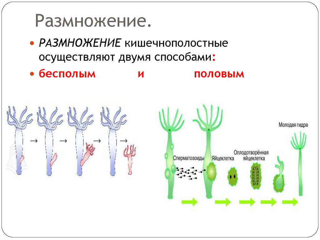 Размножение.