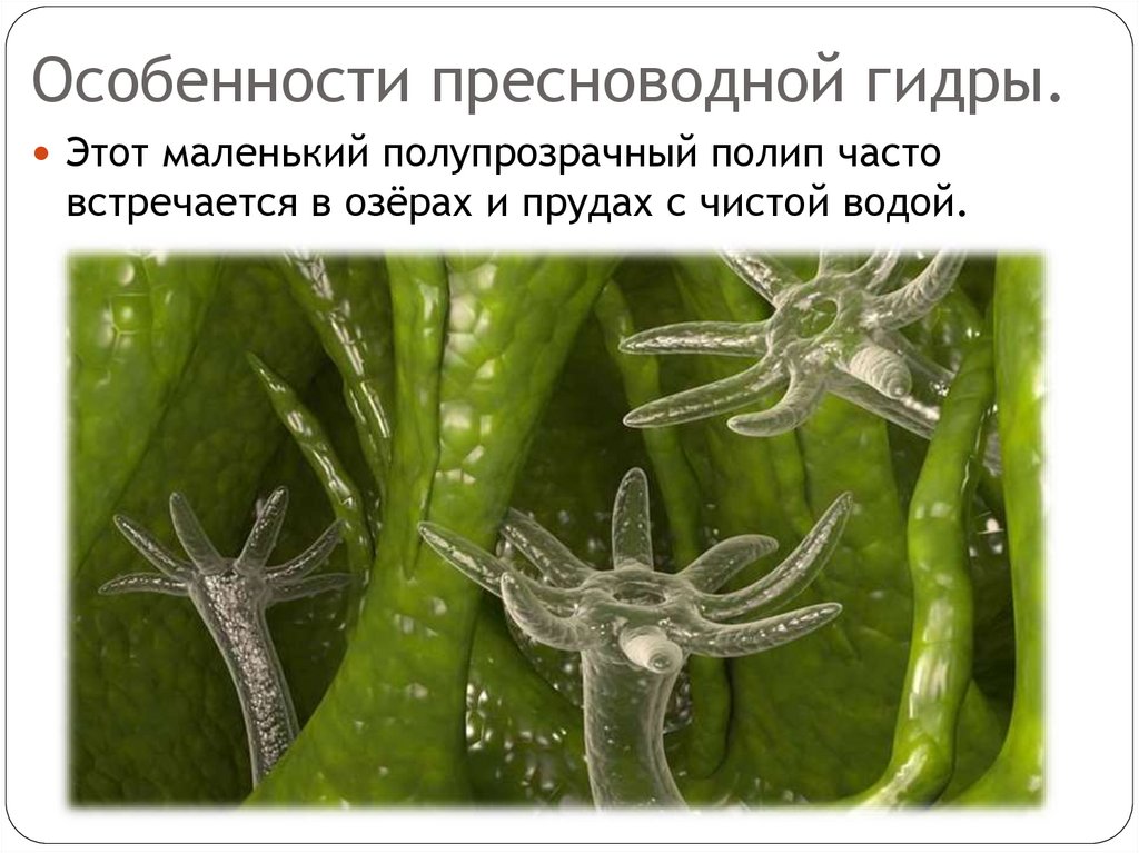 Особенности пресноводной гидры.