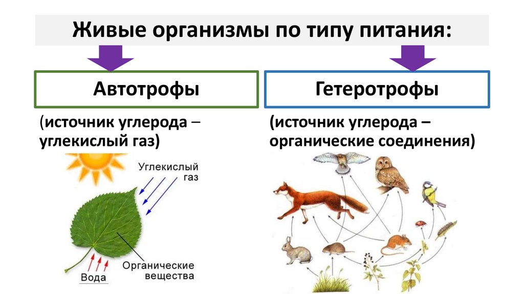 Живые организмы по типу питания: