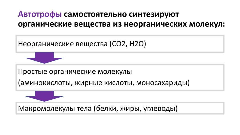 Автотрофы самостоятельно синтезируют органические вещества из неорганических молекул: