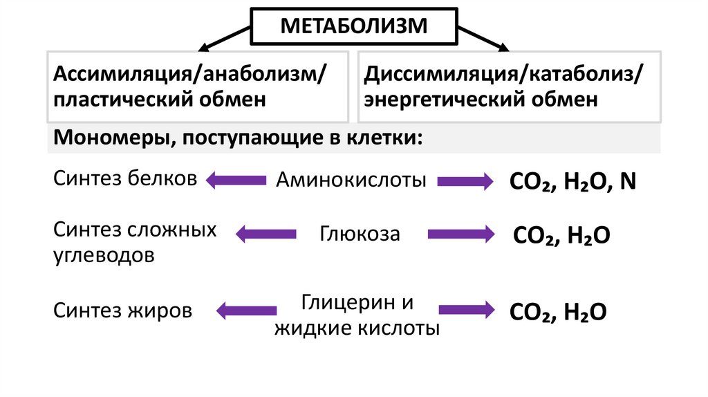 Мономеры, поступающие в клетки: