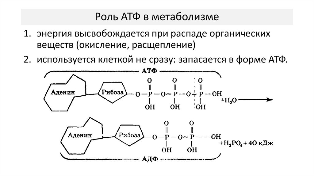 Роль АТФ в метаболизме