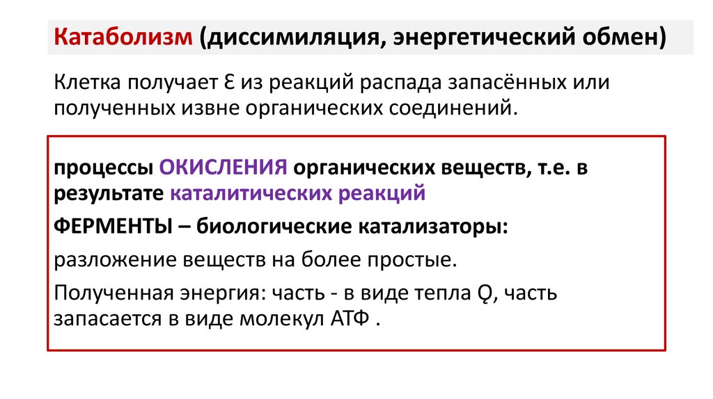 Катаболизм (диссимиляция, энергетический обмен)