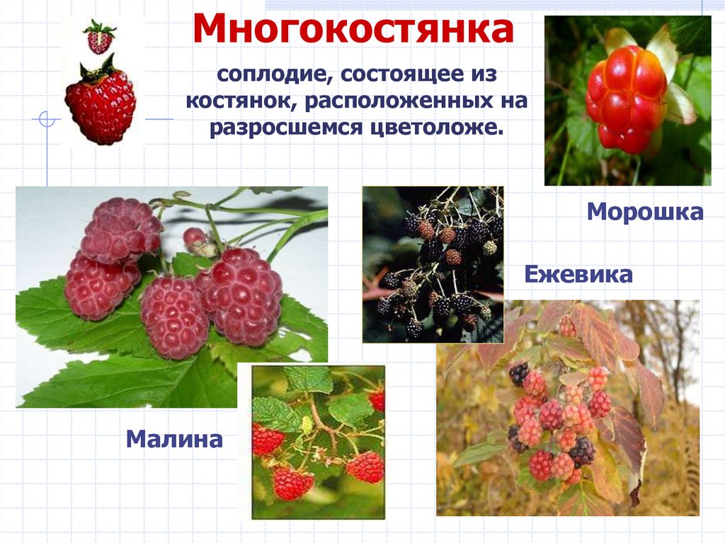 Многокостянка