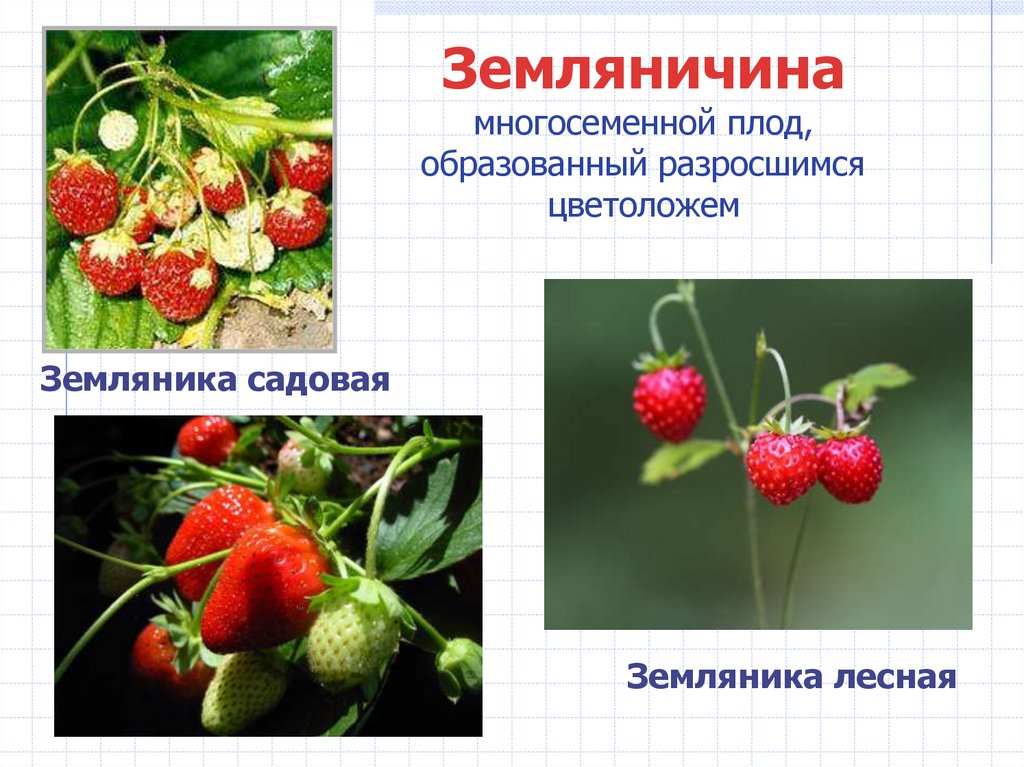 Земляничина многосеменной плод, образованный разросшимся цветоложем