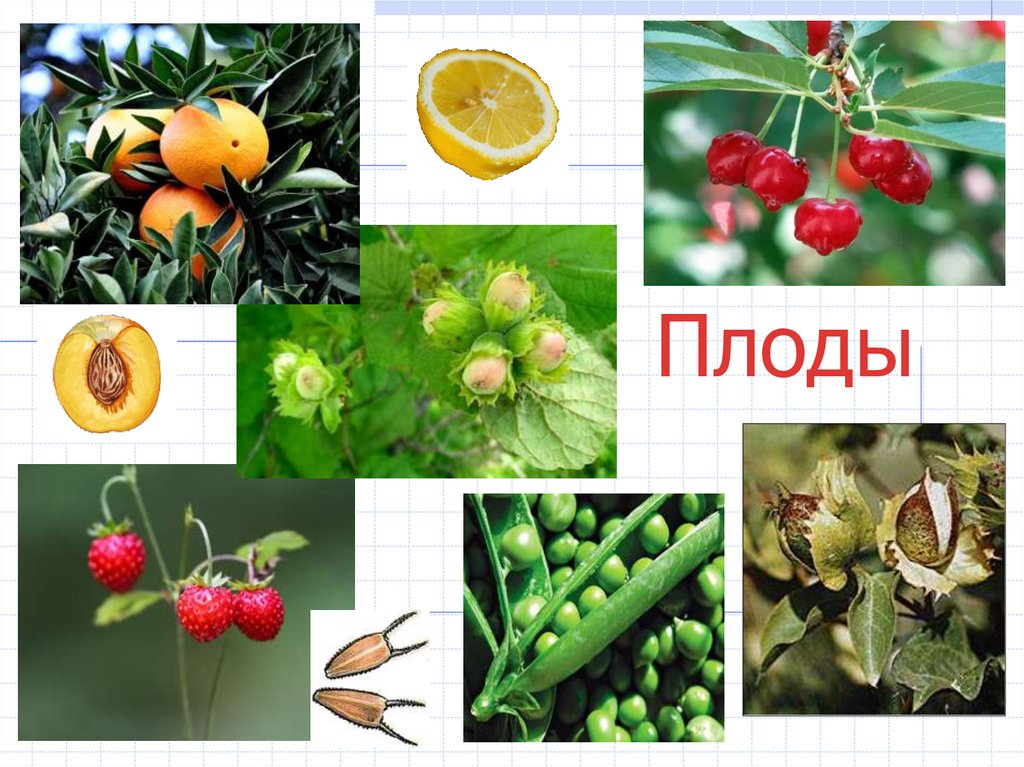 Плоды