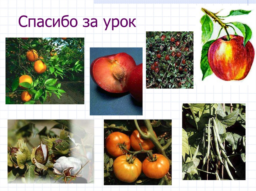 Спасибо за урок