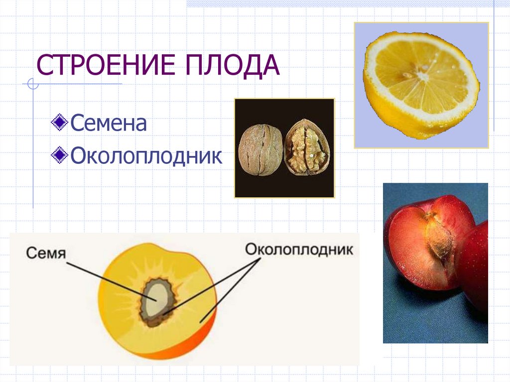 СТРОЕНИЕ ПЛОДА