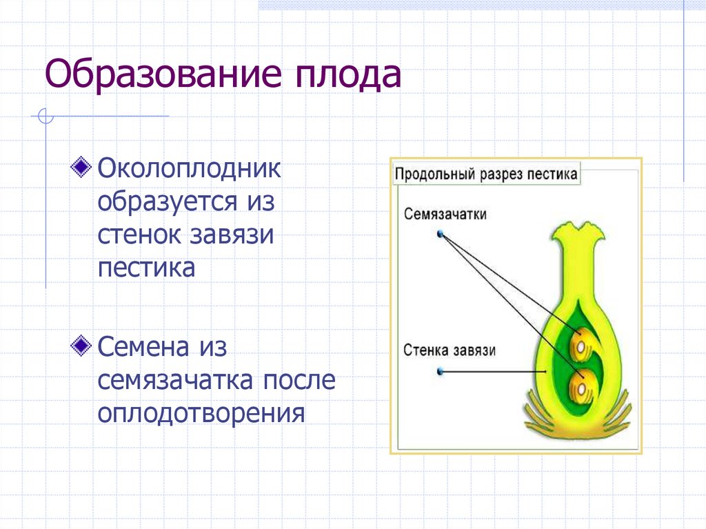 Образование плода