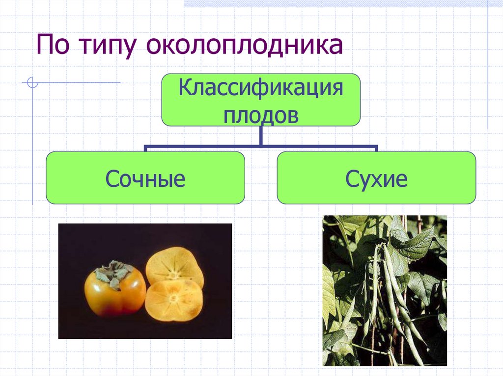 По типу околоплодника