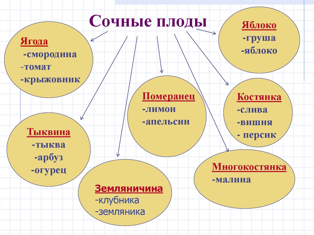 Сочные плоды