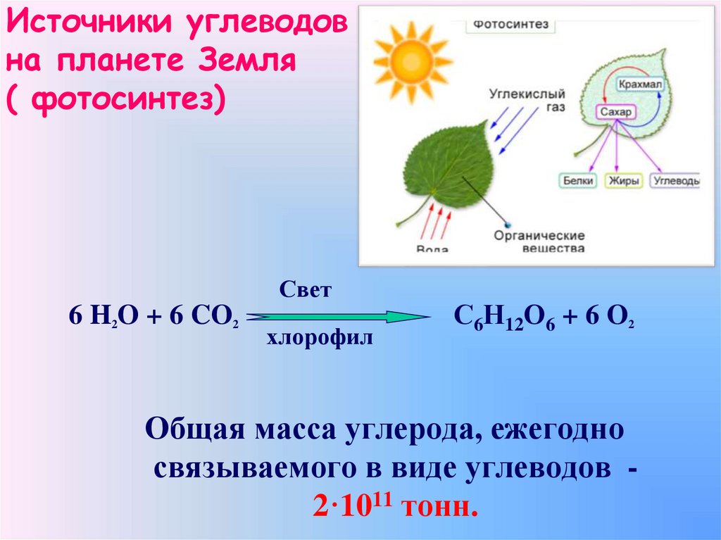 Источники углеводов на планете Земля ( фотосинтез)