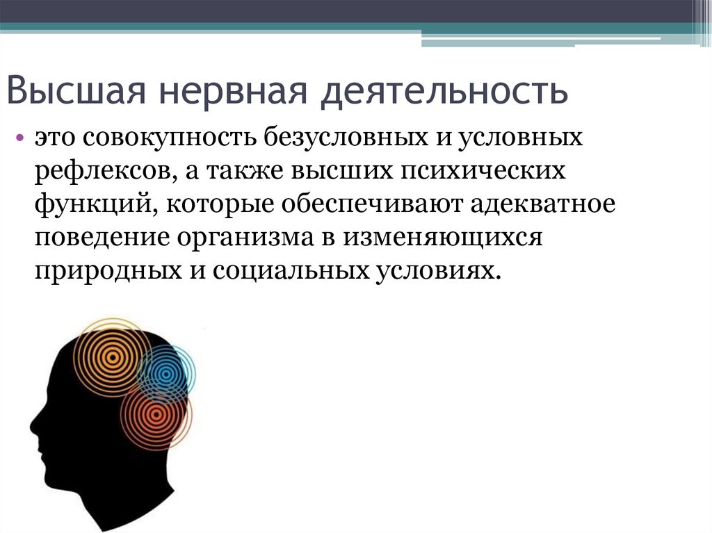 Высшая нервная деятельность