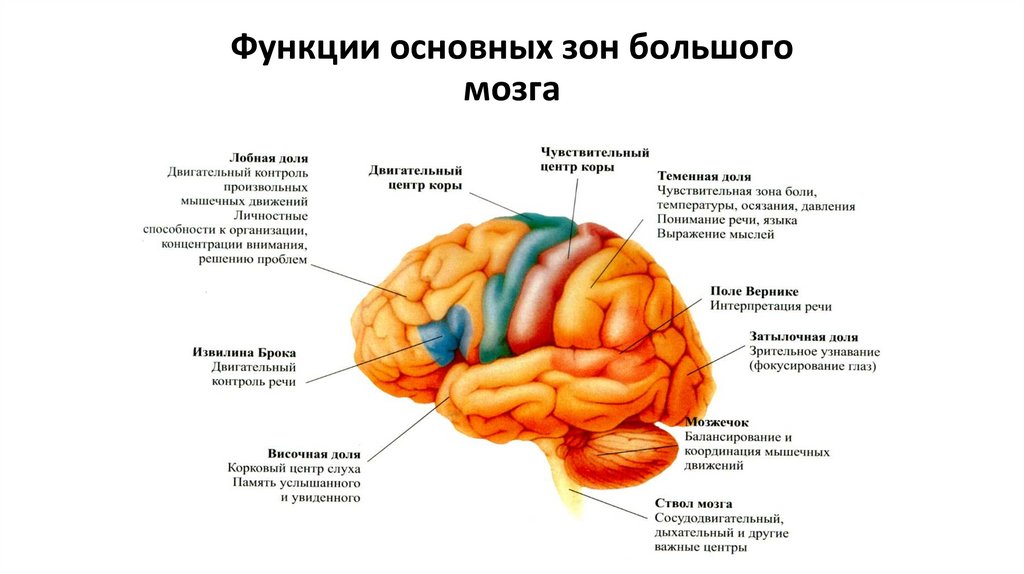 Функции основных зон большого мозга