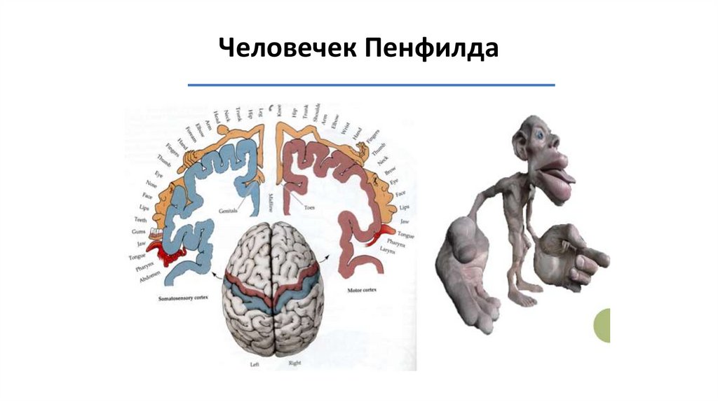 Человечек Пенфилда