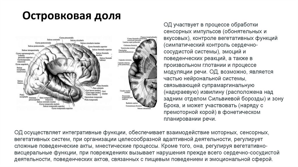 Островковая доля