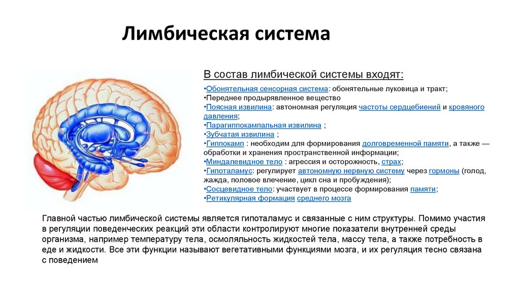 Лимбическая система