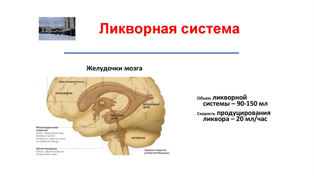 Ликворная система