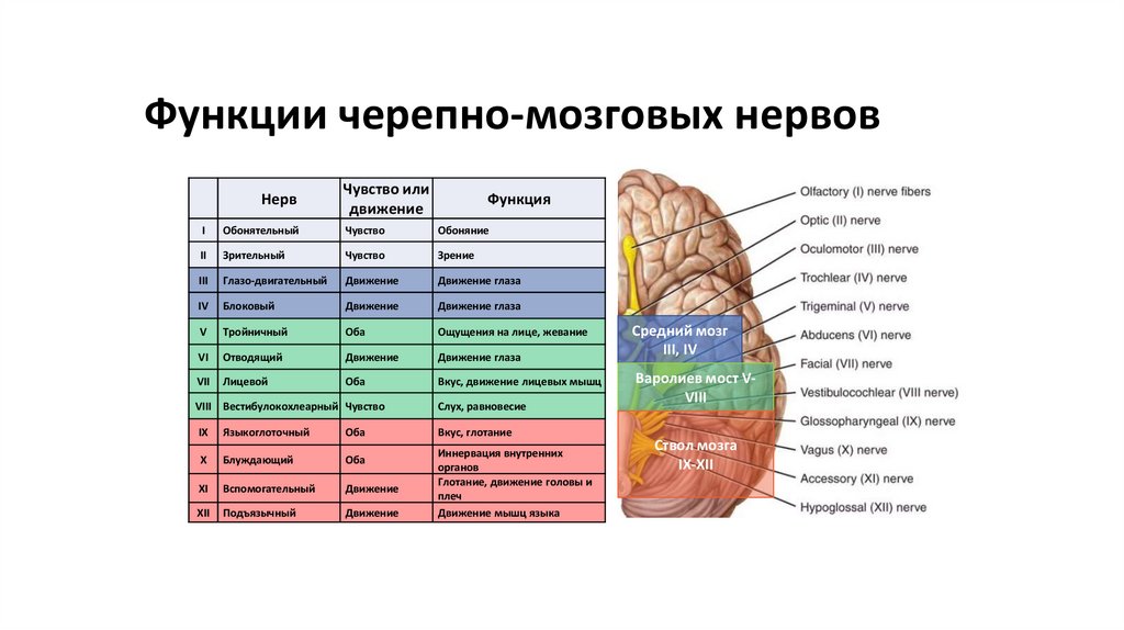 Функции черепно-мозговых нервов