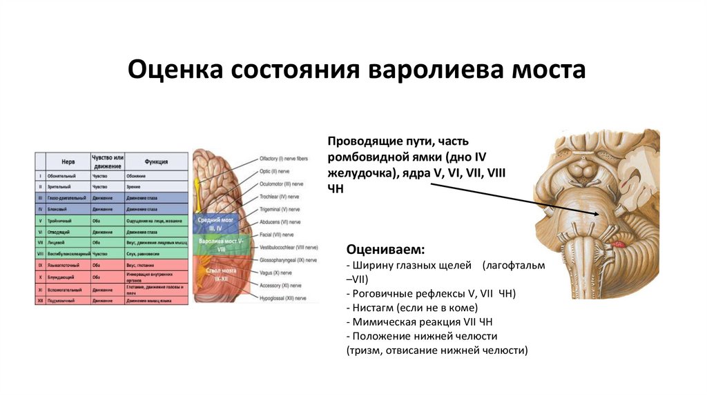 Оценка состояния варолиева моста