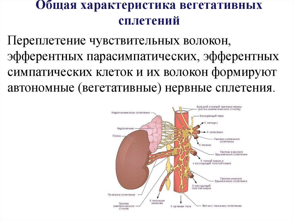 Общая характеристика вегетативных сплетений