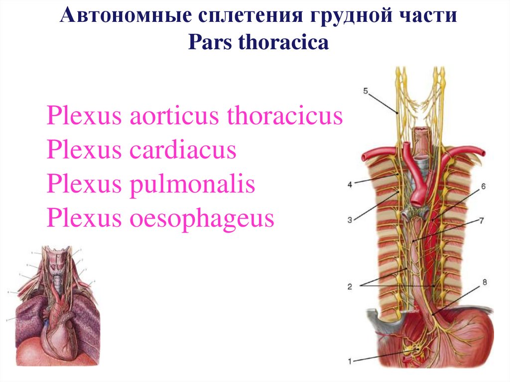 Автономные сплетения грудной части Pars thoracica