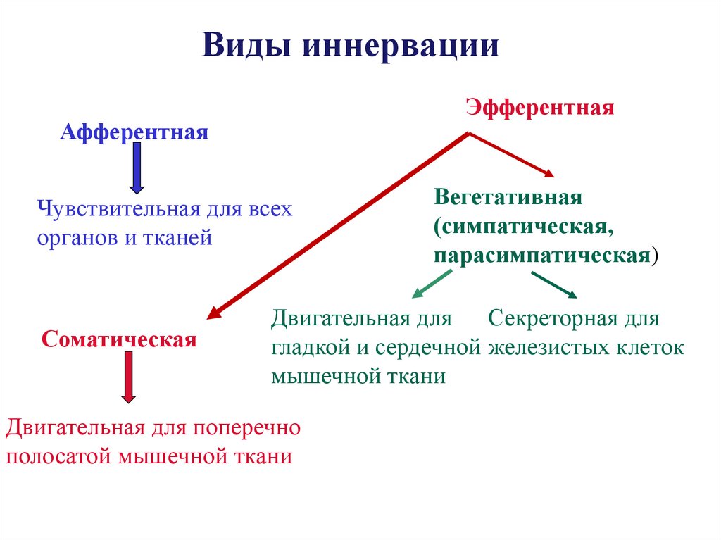 Виды иннервации
