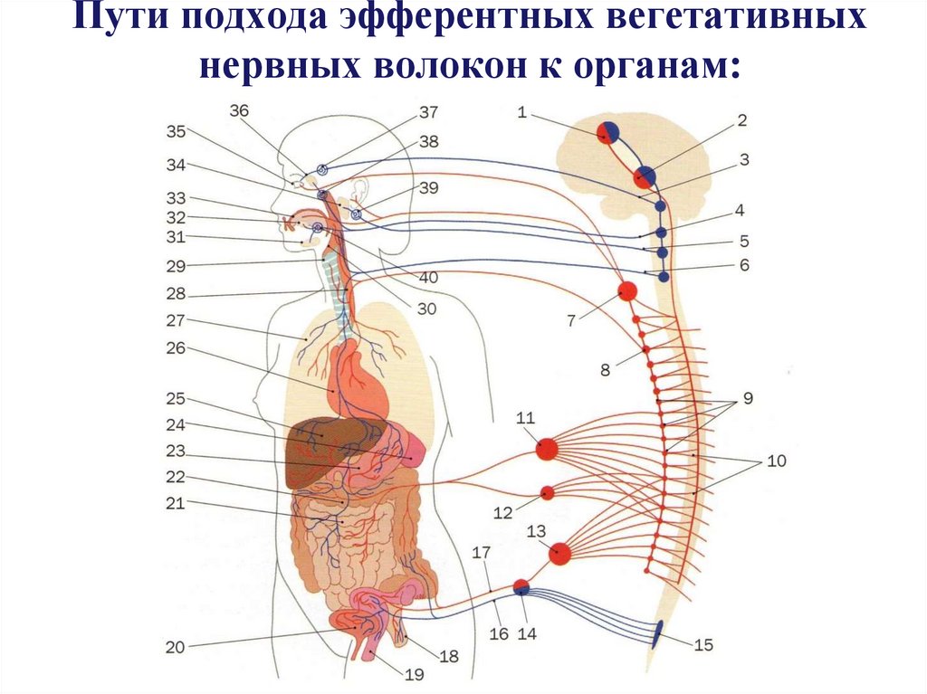Пути подхода эфферентных вегетативных нервных волокон к органам: