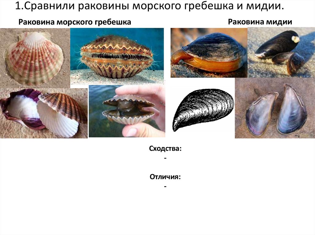 1.Сравнили раковины морского гребешка и мидии.