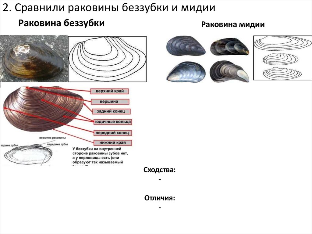 2. Сравнили раковины беззубки и мидии
