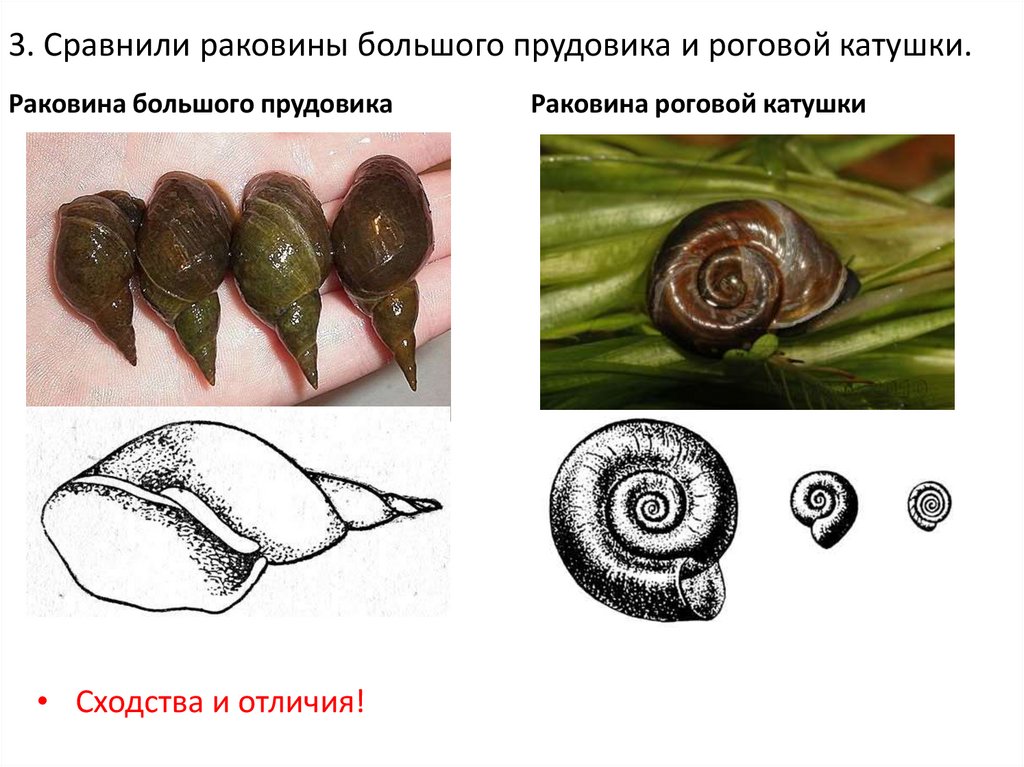 3. Сравнили раковины большого прудовика и роговой катушки.