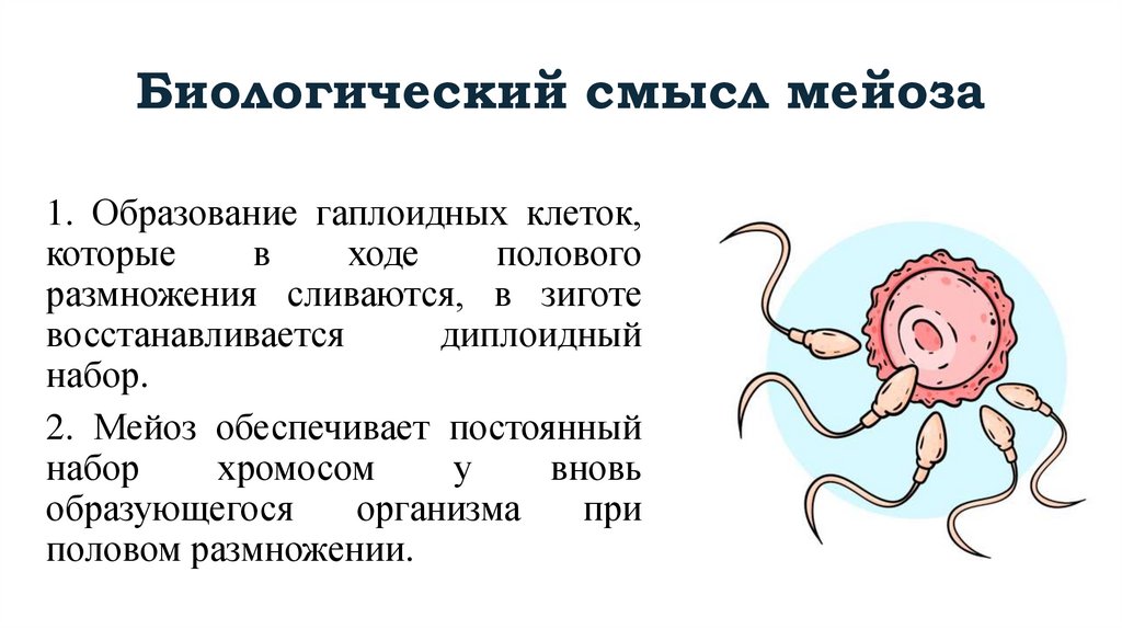 Биологический смысл мейоза