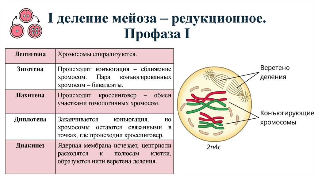 I деление мейоза – редукционное. Профаза I