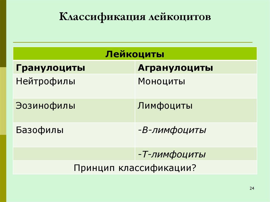 Классификация лейкоцитов