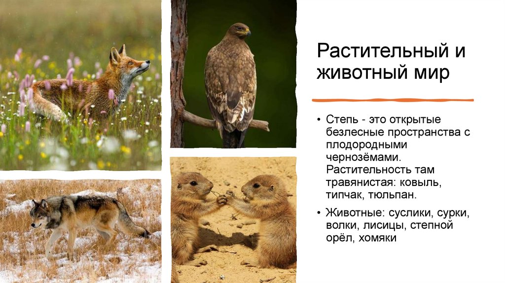 Растительный и животный мир