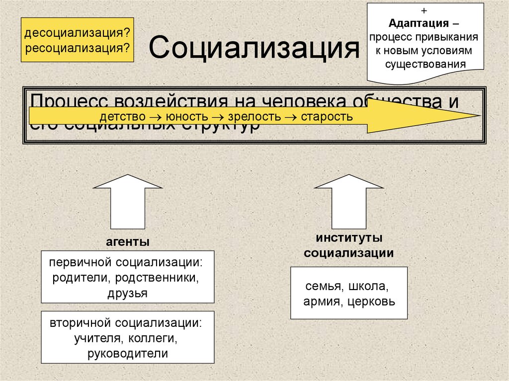 Социализация