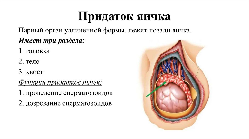 Придаток яичка