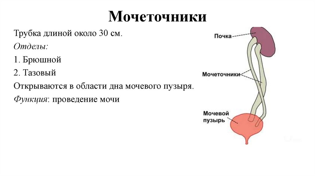 Мочеточники