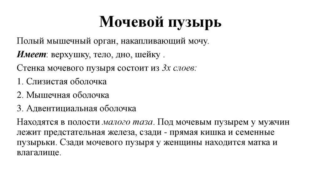 Мочевой пузырь