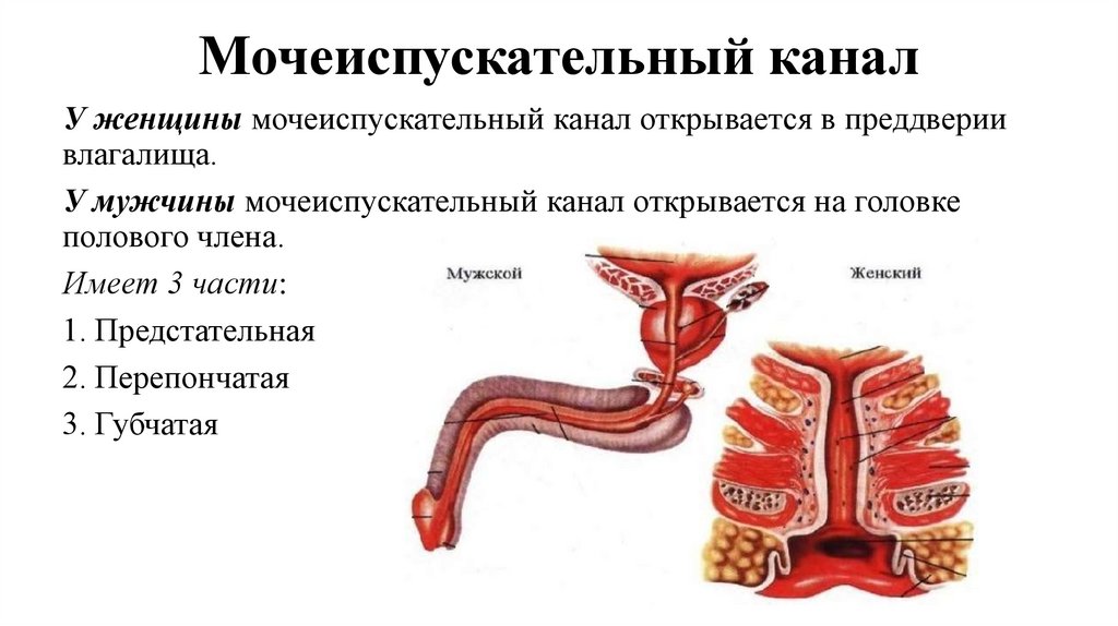 Мочеиспускательный канал