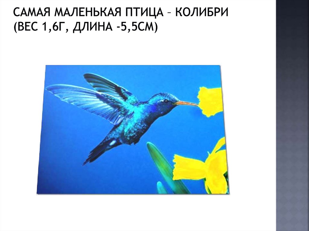 Самая маленькая птица – колибри (вес 1,6г, длина -5,5см)