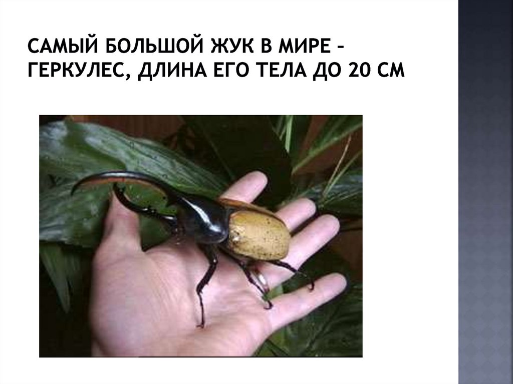 Самый большой жук в мире – Геркулес, длина его тела до 20 см