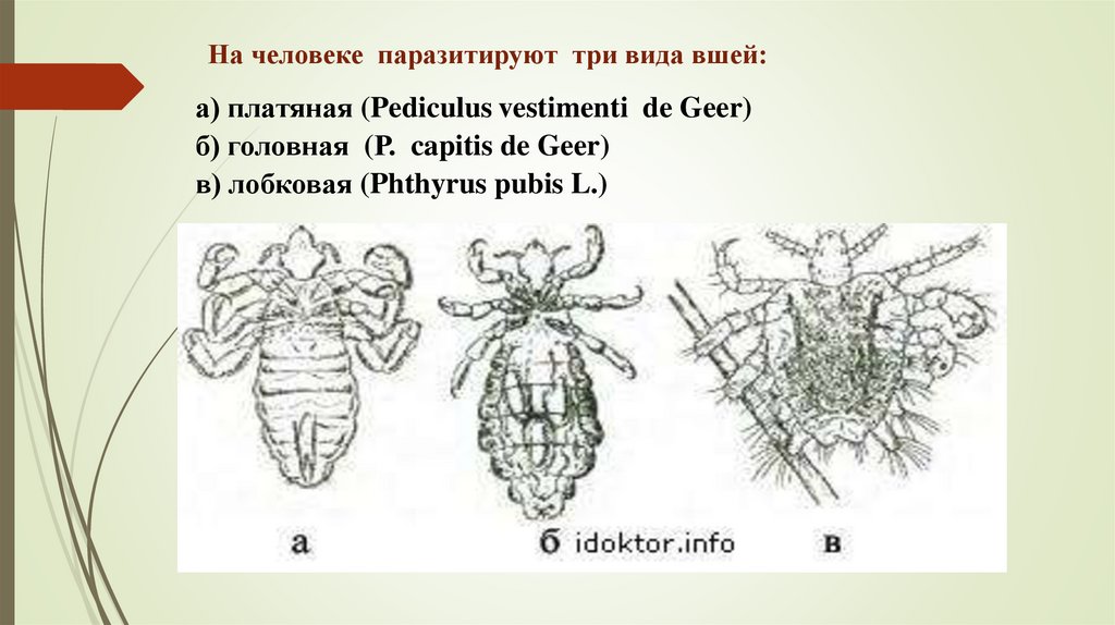 На человеке паразитируют три вида вшей: