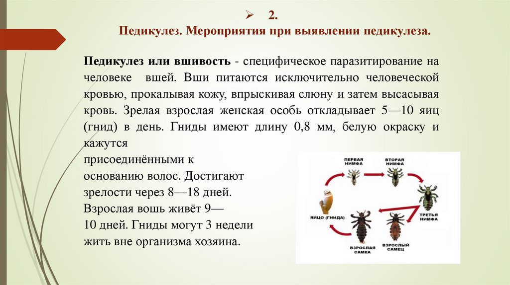 2. Педикулез. Мероприятия при выявлении педикулеза.