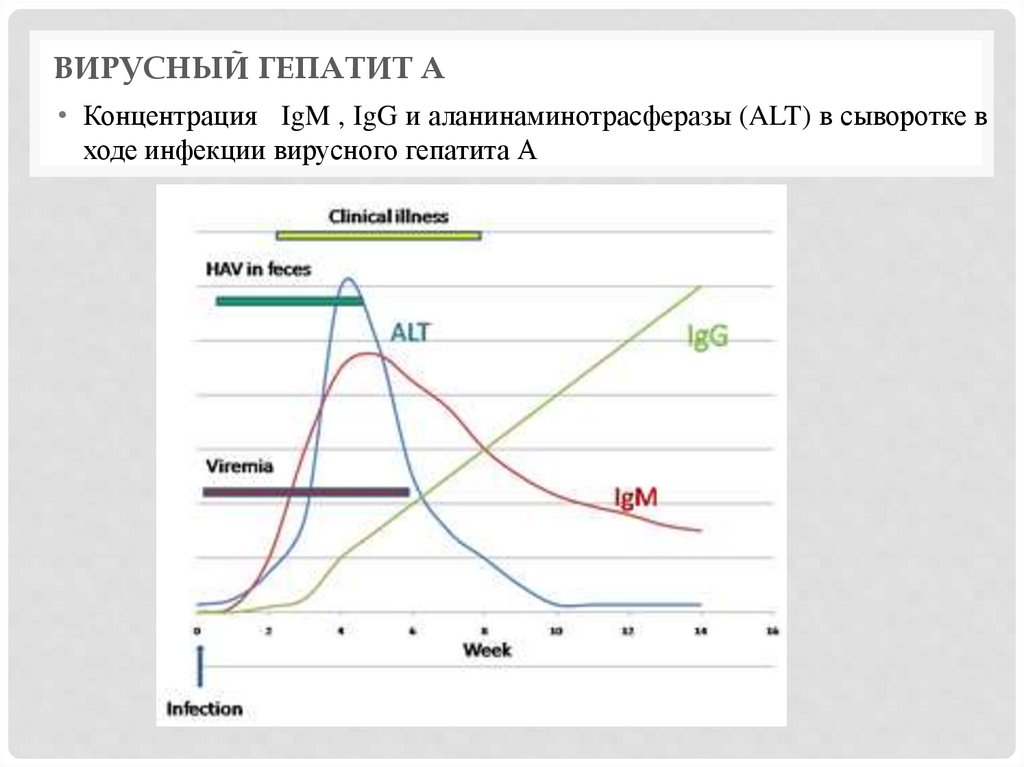 Вирусный гепатит а
