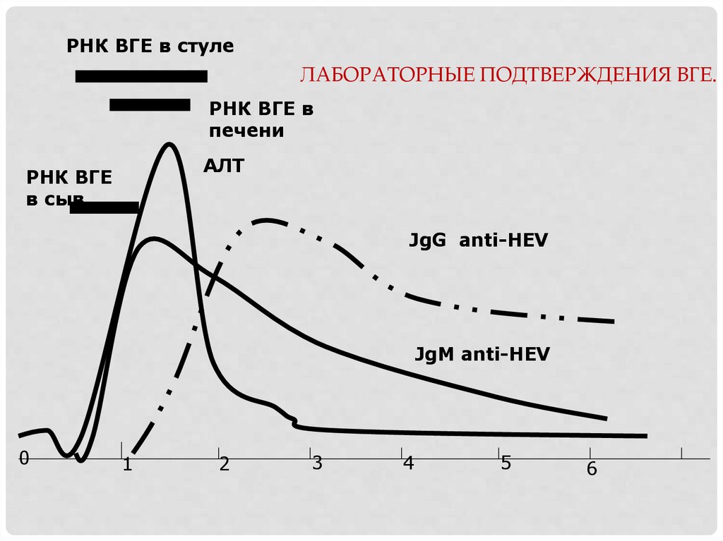 Лабораторные подтверждения ВГЕ.