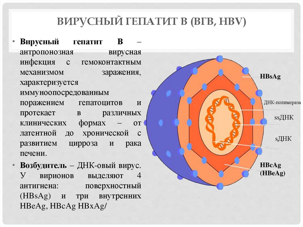 Вирусный гепатит В (ВГВ, HBV)